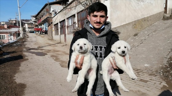 Çorum'da sosyal medyadan yapılan çağrıyla korumaya alınan 7 köpek sahiplenildi