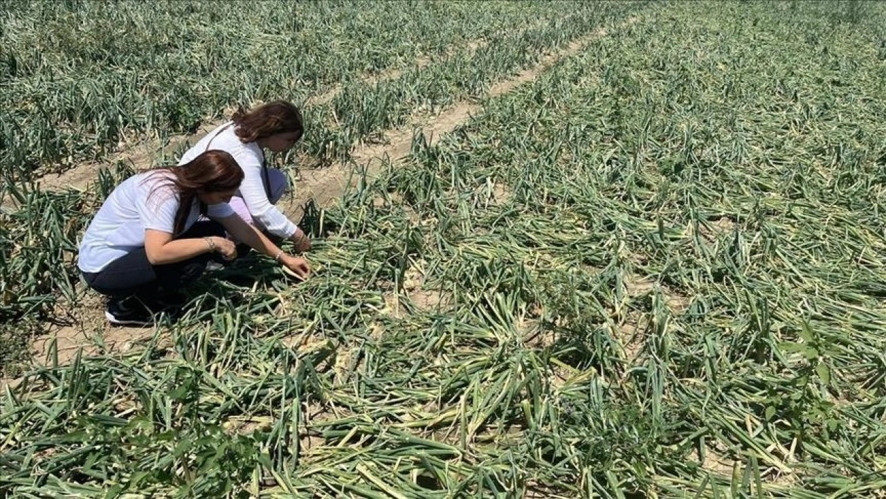 Çorum'daki doğal afetlerden etkilenen çiftçilere 20 milyon lira destek