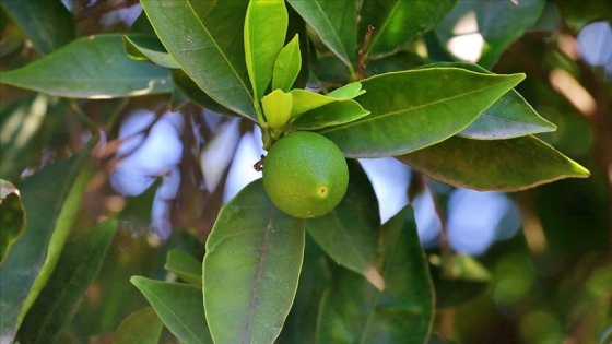 Çukurova çiftçisi rotayı mısırdan sera ve narenciye ürünlerine çevirdi