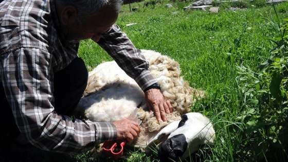 Çukurova'da koyun kırkım zamanı