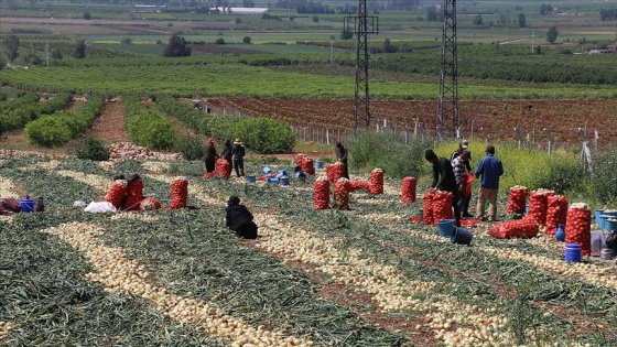 Çukurova'da tarımsal üretim hız kesmiyor