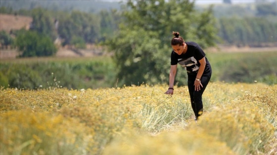 Çukurova&#039;da tıbbi ve aromatik bitki ekim alanı genişliyor