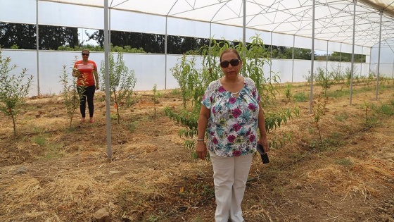 Çukurova meyve sektöründe 'erkenci' olacak