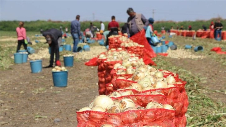 Çukurova'da hasadın yaygınlaşmasıyla soğanın fiyatı düşüyor