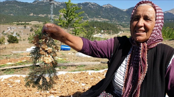 Çukurovalı kadınların tarhana mesaisi