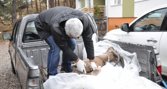 Dağ keçisi ölümlerinde 