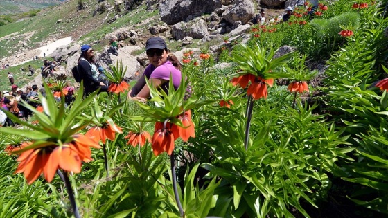 Dağların süsü ters laleler görenleri şaşırtıyor