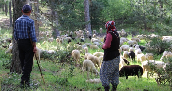 Dedelerinin izinde sürülerini otlatıyorlar