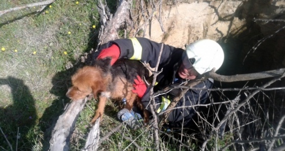 Definecilerin kazdığı kuyuya düşen köpeği itfaiye kurtardı