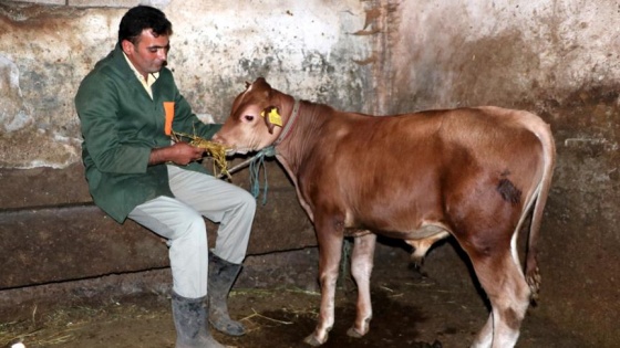 Denizden çıkan danayı sanatçı Haluk Levent satın aldı