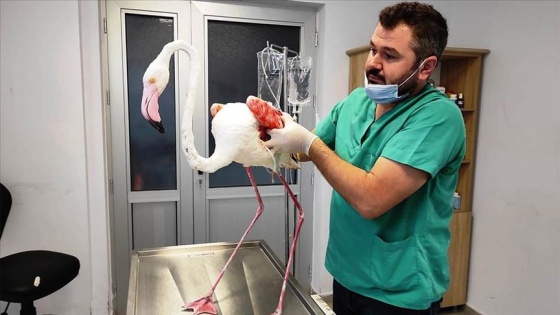 Denizli'de yaralı bulunan flamingo, tedavisinin ardından doğaya bırakıldı