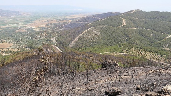 Denizli'deki orman yangını söndürüldü