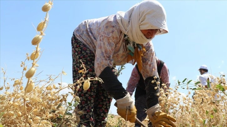 Denizli'de "nükleer tekniklerle" geliştirilen nohut çeşidinde ilk hasat yapıldı