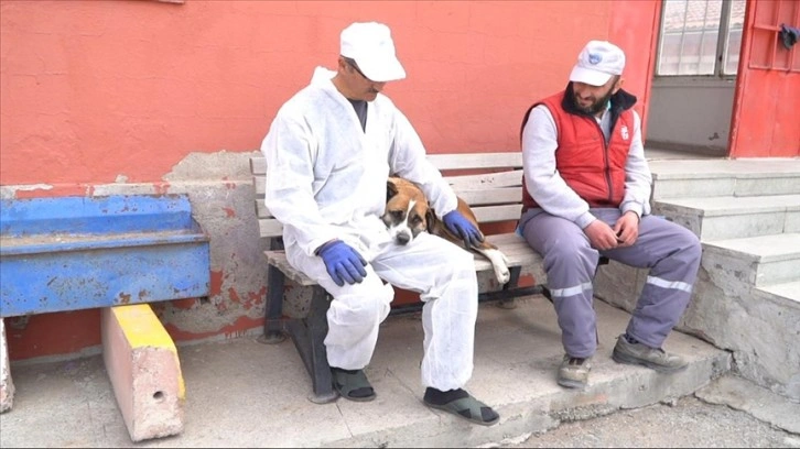 Deprem bölgelerinden getirilen köpeklere Kayseri'de bakılıyor