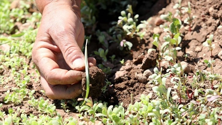 Deprem bölgesindeki sertifikalı tohum destekleri yüzde 100 artırıldı