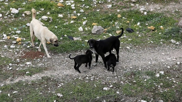 Depremin merkez üssü Kahramanmaraş'ta sahipsiz hayvanlar da unutulmadı