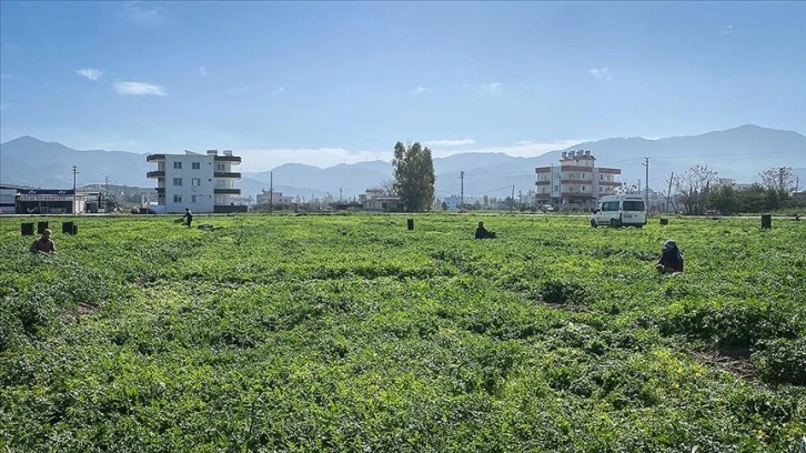 Depremzede çiftçiye yaklaşık 5 milyar liralık destek sağlandı