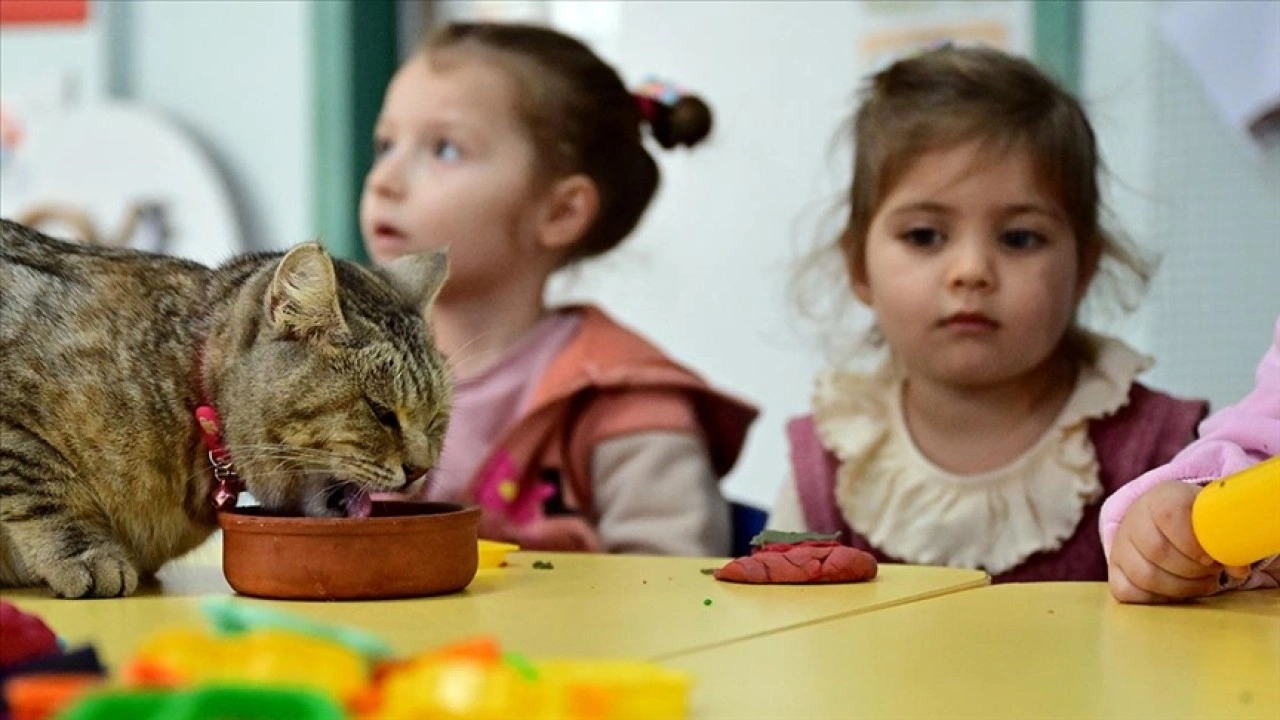 Depremzede kedi "Püsük" kendisine kucak açan anaokulunun neşesi oldu