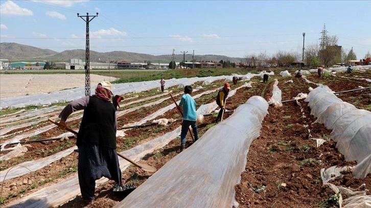 Depremzede tarım işçileri Ramazanda tarlada emek harcıyor