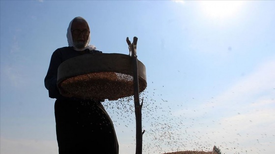 'Derviş pirinci'nde hasat zamanı