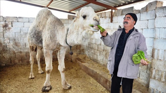 Develeriyle 'çocukları gibi' ilgileniyor