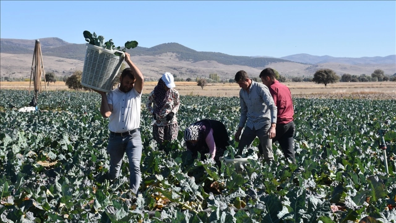 Devlet desteğiyle ekilen brokoli belde üreticisine yeni gelir kapısı oldu