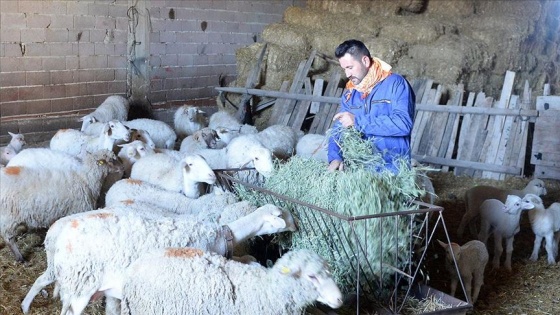 Devlet desteğiyle sürüsü olunca yuva da kurdu