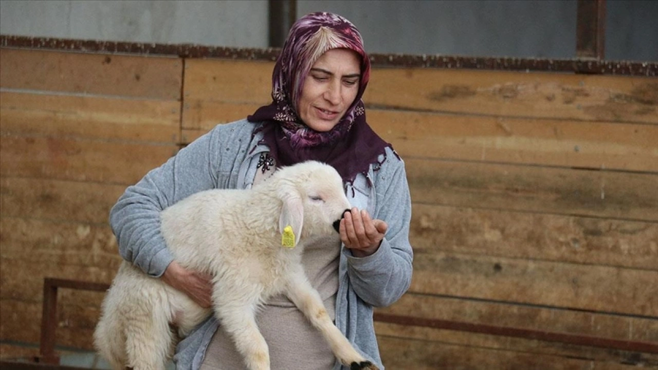 Devlet hibesiyle 20 koyunla başladığı besicilikte hayvan sayısını 400'e çıkardı