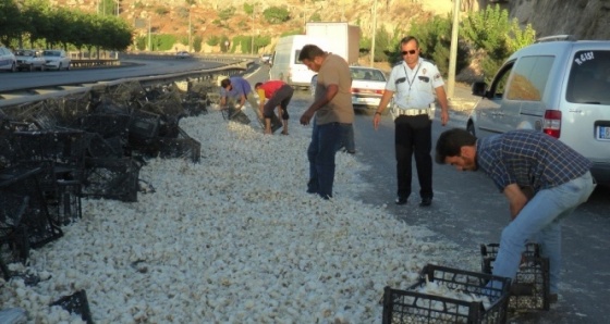 Devrilen tırdaki tonlarca sarımsak yola döküldü