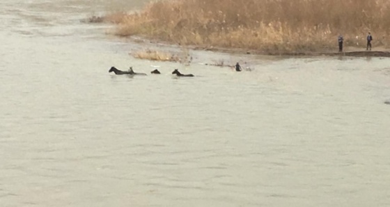 Dicle Nehrinde mahsur kalan 4 atı itfaiye ekipleri kurtardı