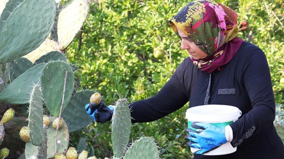 Dikeni acıtsa da geliri sevindiriyor