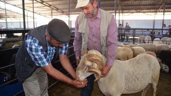 Diyanetten kurbanlık hisse uyarısı