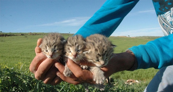 Diyarbakır’da bir yetişkin ve 3 yavru leopar görüldü