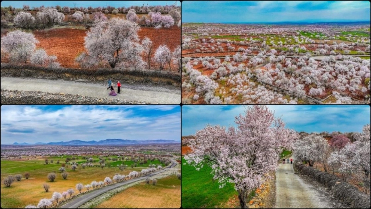 Diyarbakır'da çiçek açan badem ağaçları fotoğraf tutkunlarını cezbediyor