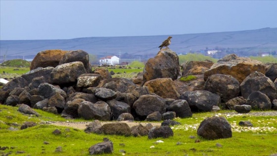 Diyarbakır şahinlere ev sahipliği yapıyor