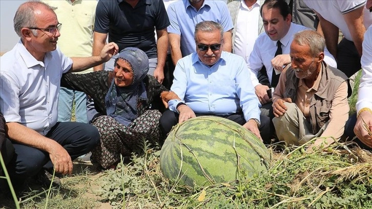 Diyarbakır'da ağırlığıyla yarışacak karpuzlarda hasat başladı