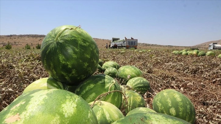 Diyarbakır'da bu yıl 150 bin tonu aşkın karpuz rekoltesi bekleniyor