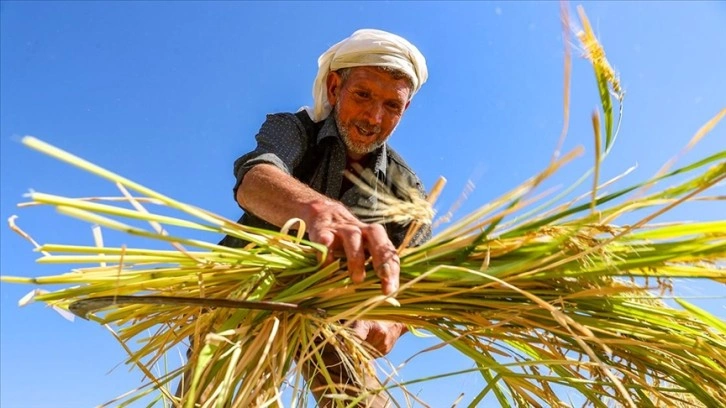 Diyarbakır'da tescilli Karacadağ pirincinde hasat sezonu başladı