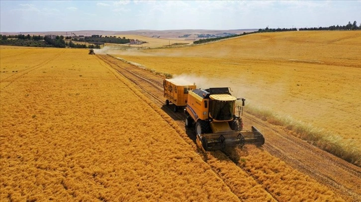 Diyarbakır'da yağış kırmızı mercimekte verimi artırdı