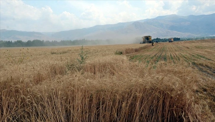 Diyarbakırlı biçerdöver operatörleri Muş'taki buğday tarlalarında mesaide