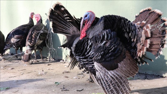 Doğal ortamda yetişen Eflani hindisi yılbaşı sofralarına lezzet katacak