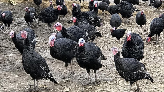 Doğal ürünlerle yetiştirilen Kandıra hindisi sofraları süsleyecek