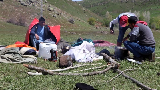 Doğanın canlandığı Ağrı'da yayla çobanları zorlu mesailerine başlıyor