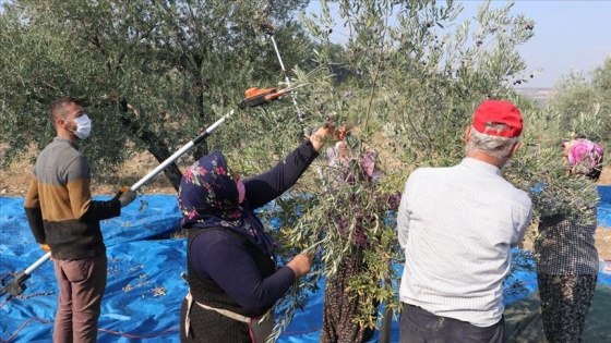 Doğu Akdeniz'de zeytinin yağa yolculuğu başladı