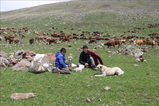 Doğu Anadolu'da küçükbaş hayvanların yayla yolculuğu başladı