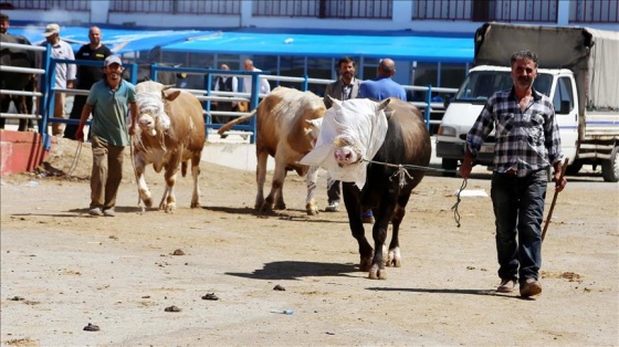 Doğu Anadolu'dan kurban sevkiyatı sürüyor