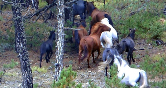 Domaniç'te Osmanlı’dan kalma yılkı atları görüldü