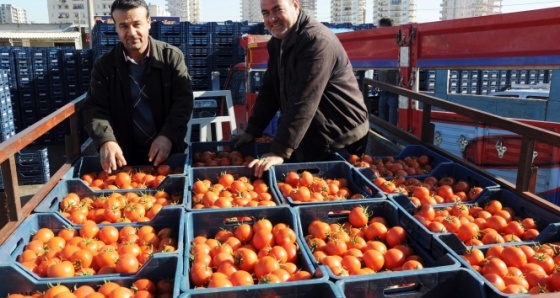 Domates dalından tezgaha dört kat pahalıya ulaşıyor