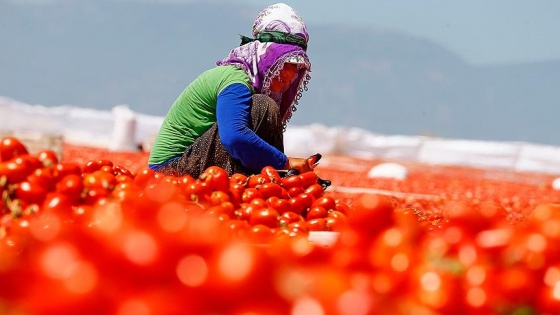 'Domatesin ekonomiye katkısı 12,7 milyar lira'