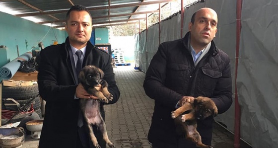 Donmak üzere olan köpek yavrularını kaymakam kurtardı